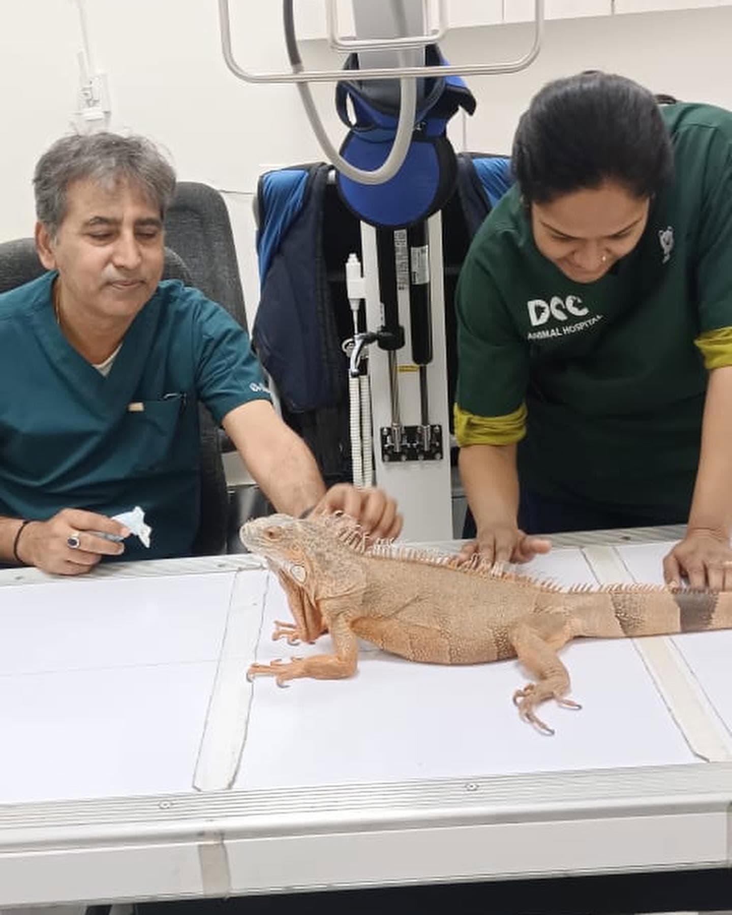 DCC Animal Hospital (Rewari)