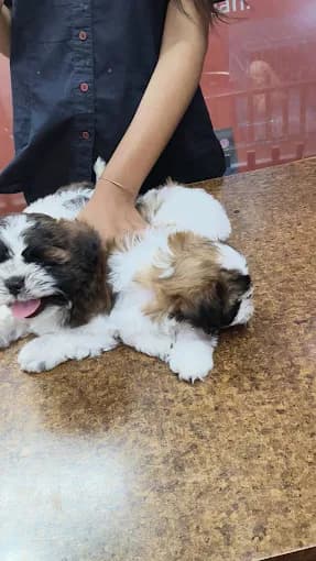 Vikas Pet Shop and Grooming Salon (New Delhi)