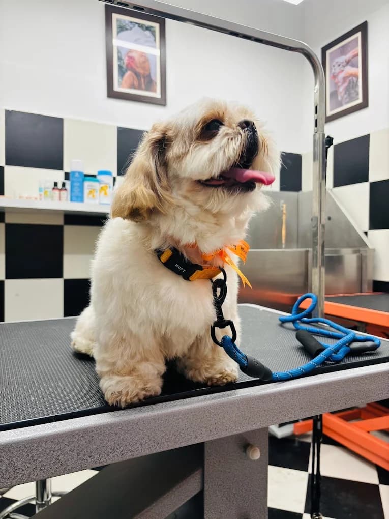 Heads Up For Tails Pet Store & Spa - DLF My Pad, Lucknow (Lucknow)