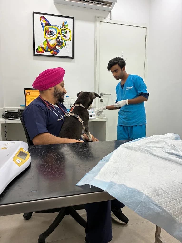Crown Vet Sushant Lok (Gurugram)
