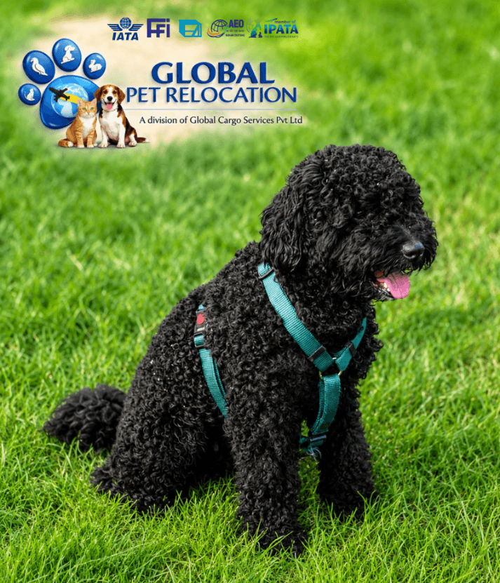 Global Pet Relocation (Bangalore)