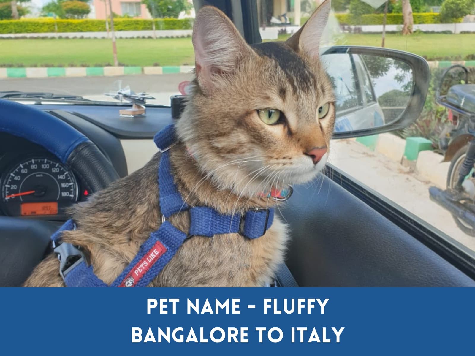 Global Petcab (Bengaluru)