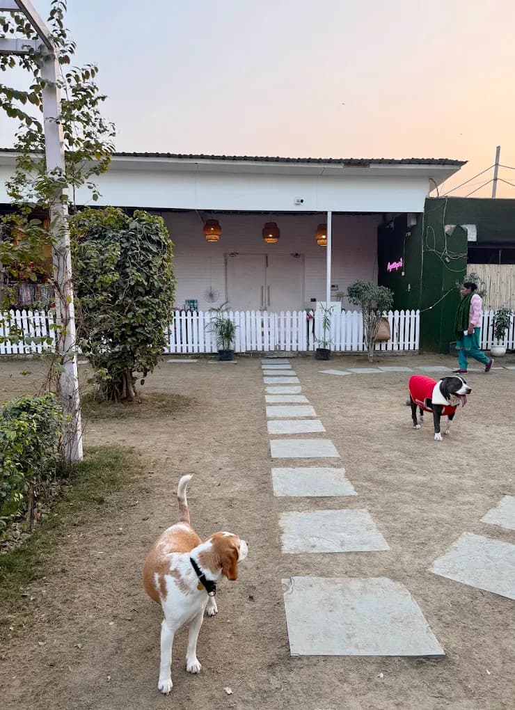 Pups and Cups (Noida)