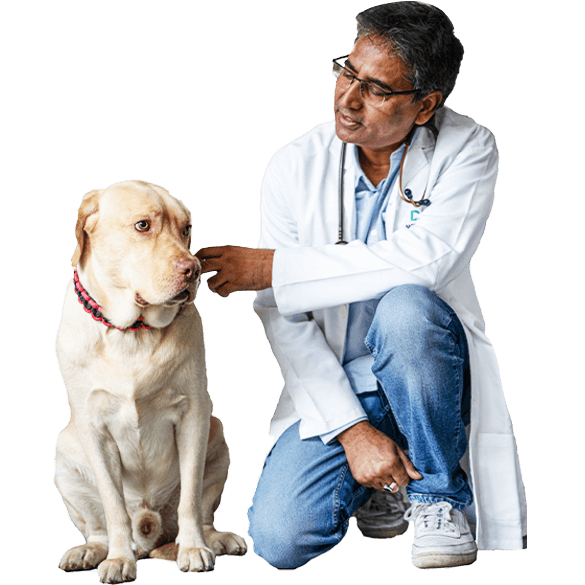 DCC Animal Hospital Grooming & Boarding