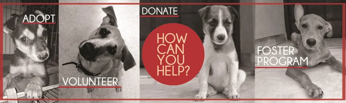 Red Paws Rescue Head Office (New Delhi)