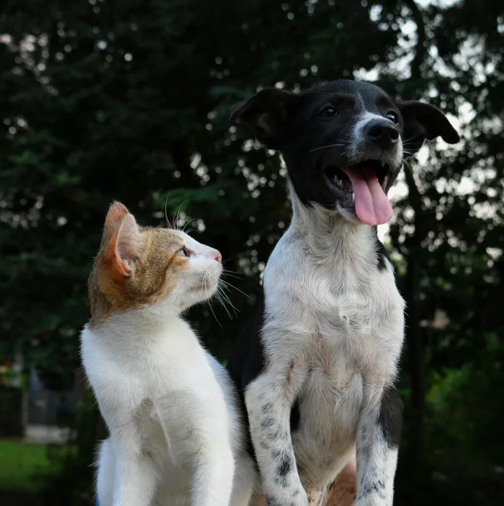Paalan Pet Hospital - Best Pet Clinic In Jaipur