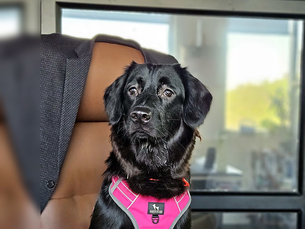 Kimchi, a black retriever in a pink harness, sitting on an office chair at her desk