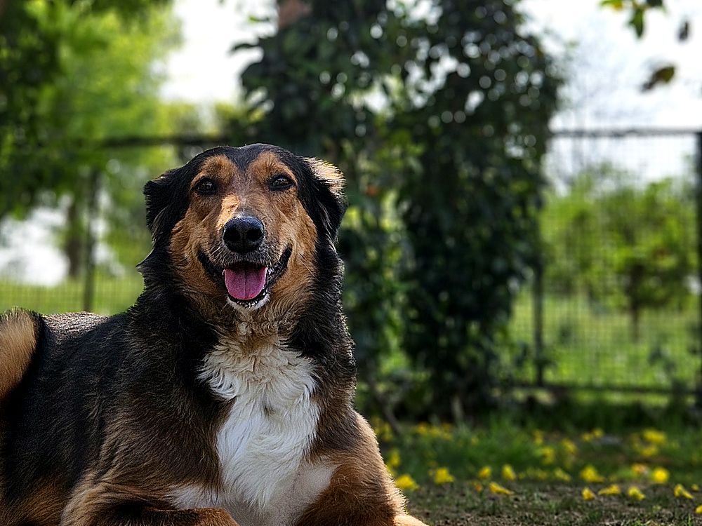 Rustie, an Indie dog, lying in a garden under a flowering tree