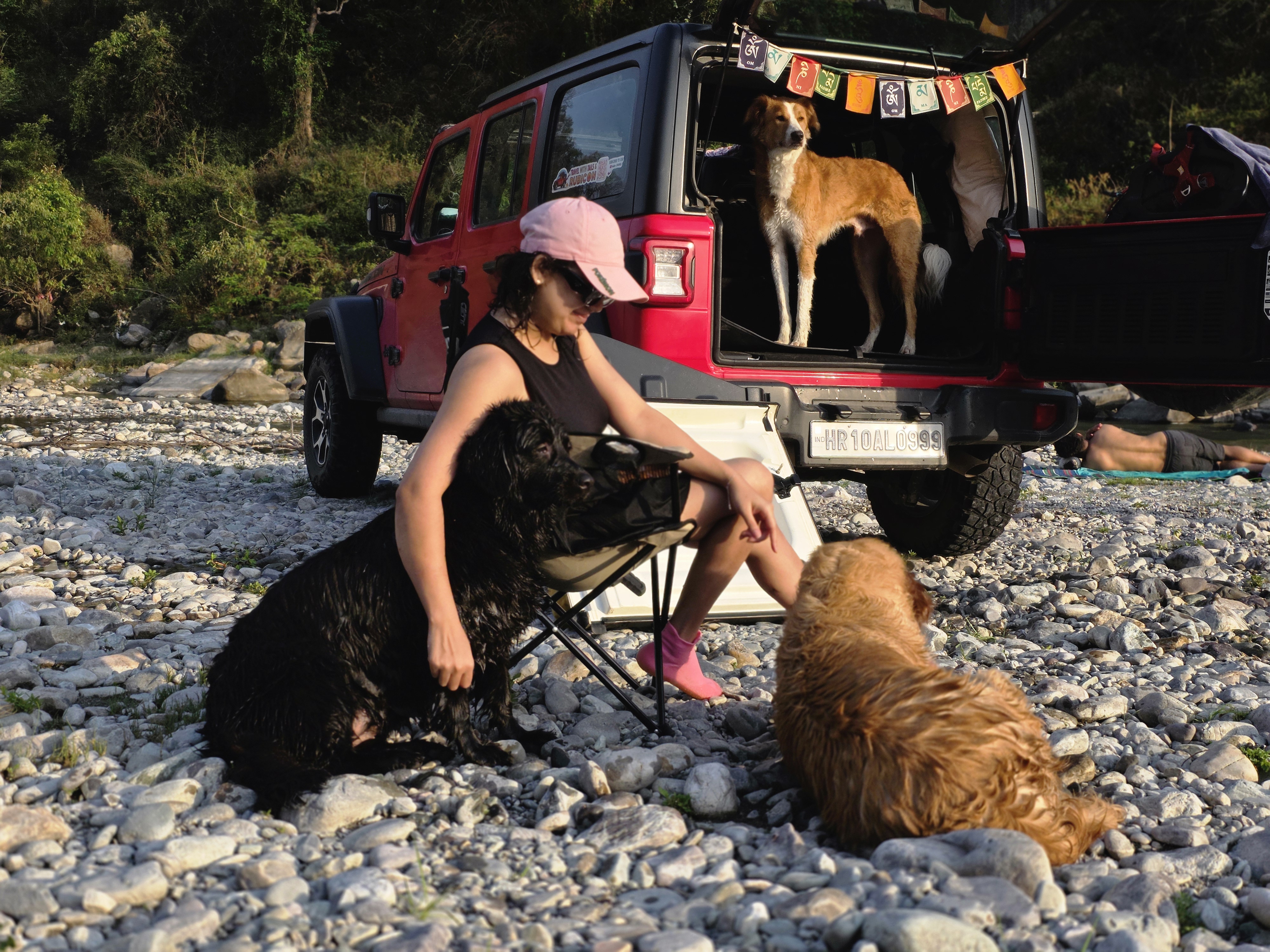 Apple the Golden Retriever standing in a Jeep Rubicon at Jim Corbett National Park during a road trip with dogs