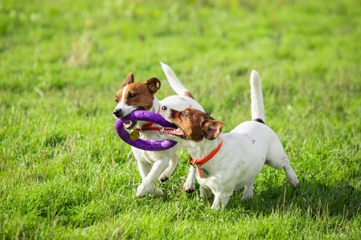 Eco-friendly pet accessories