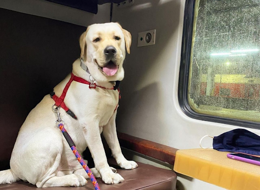 Pet-Friendly Train Journeys India