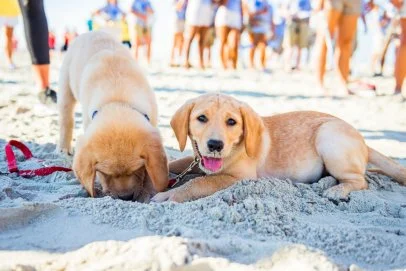 best pet-friendly beaches in India