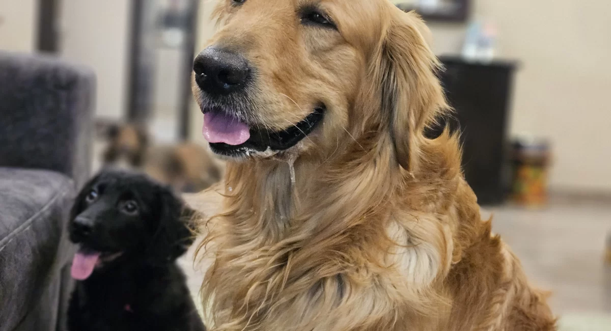 Apple and Kimchi at home