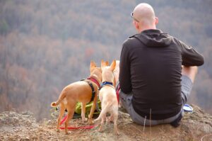 Essential Tips for Traveling With Pets