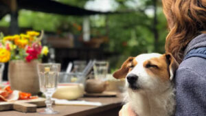 Top 10 Pet Friendly hotels in Goa