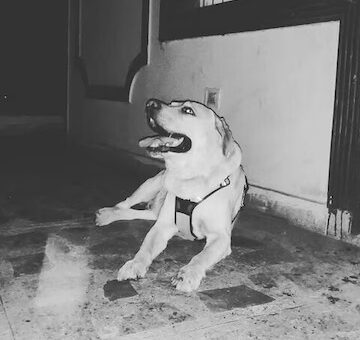 cuddle-inn-mehrauli-delhi-pets-day-boarding-e1sg3k5olr-250