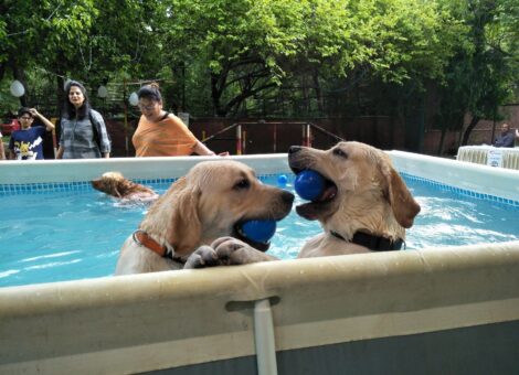 heal-your-paws-pet-wellness-khanpur-delhi-pet-care-takers-qotfam5882