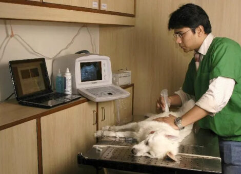 max-vets1558355953799