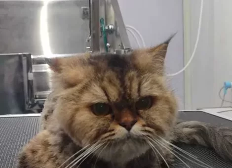 aditya-pet-planet-channappa-layout-shimoga-pet-shops-za5ioo5ru6