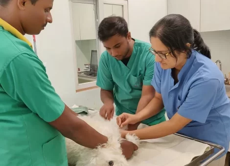 alphapet-vasant-kunj-delhi-pet-clinics-ogfig067nd