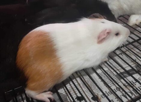 bellary-pets-bellary-suesdwiccj