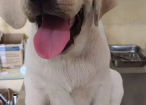 khushi-pet-clinic-adarsh-nagar-bijapur-karnataka-clinics-1me8orv5xd