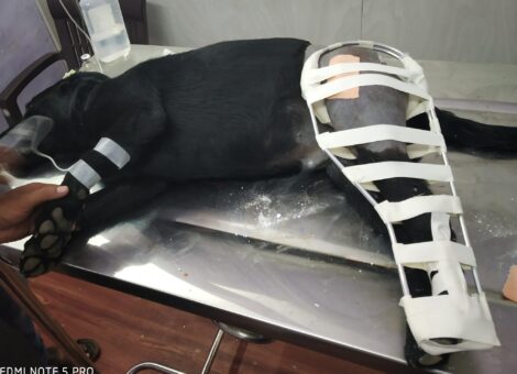 pets-paradise-vetz-magic-tilakwadi-belgaum-veterinary-clinics-30dc508d71