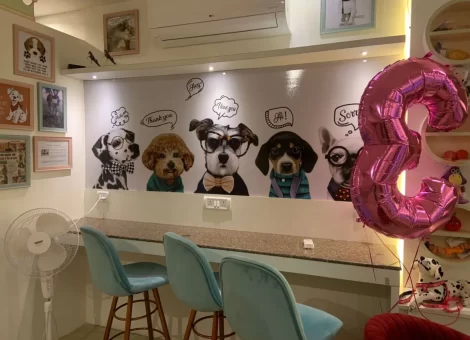 puppy-chef-hauz-khas-delhi-pet-accessory-dealers-cdy5i7ue0q