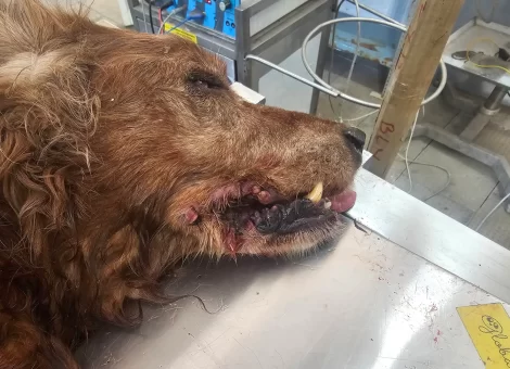 saint-john-veterinary-clinic-bellary-veterinary-clinics-hos9vyrq93