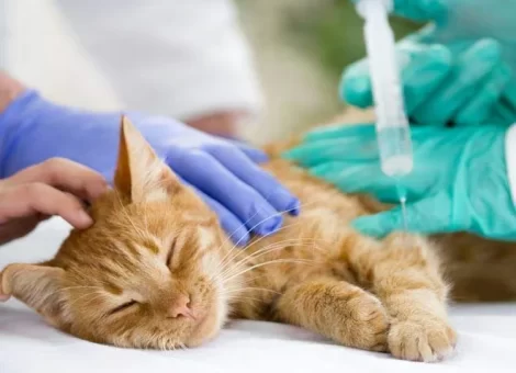 shutterstock-160843634-veterinar-veterinary-clinics-1-dtns3