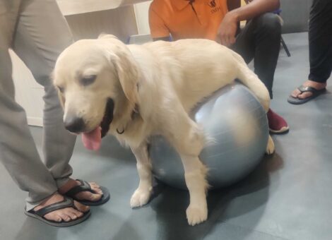 sneh-pet-clinic-thaltej-ahmedabad-veterinary-clinics-euoc4g5d1k